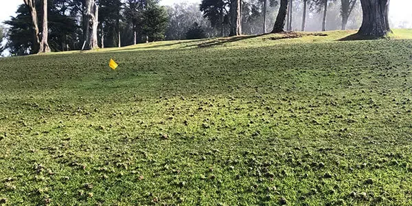 A recently aerated lawn by Midwest Turf And Forage with trees in the background